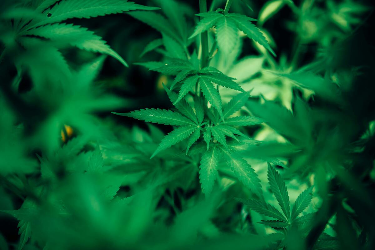 Cannabis Cannabis