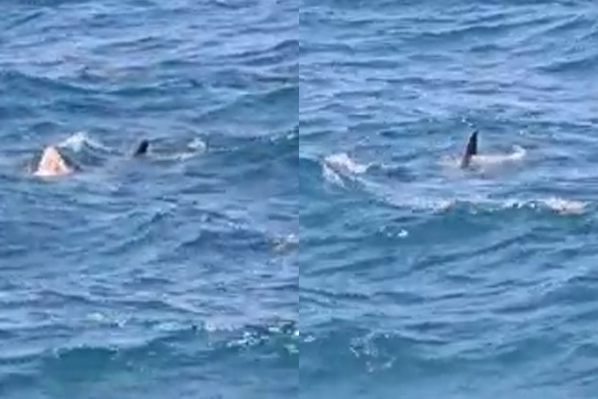 avvistato un grande squalo bianco nel mar mediterraneo lo spettacolo incredibile da Affaritaliani.it avvistato un grande squalo bianco nel mar mediterraneo lo spettacolo incredibile