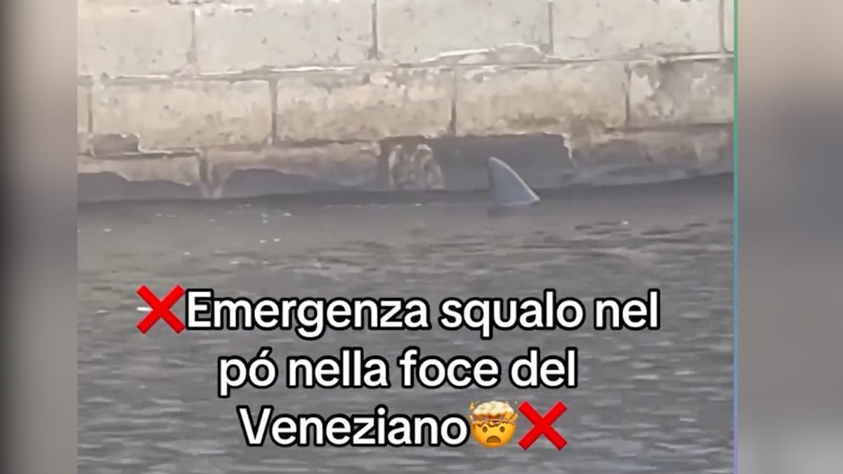 Squalo