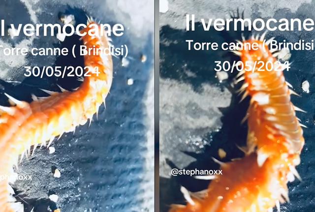 Vermocane Torre Canne Vermocane Torre Canne