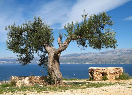 EVO del Mediterraneo: Spagna, Italia, Grecia e Tunisia integrati