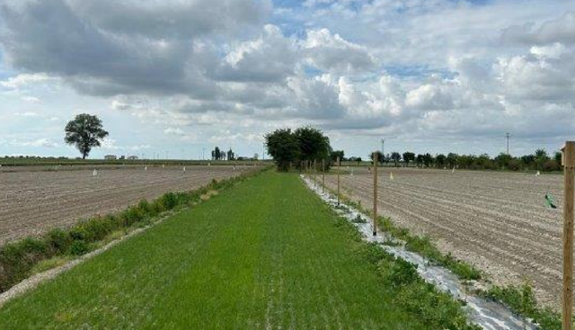 ANBI, nel Veneto un modello di sviluppo rurale sostenibile: tredici aziende insieme contro la salinizzazione