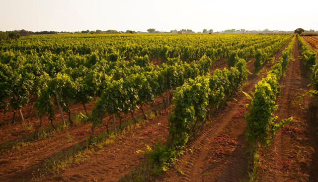 Il Consorzio di Tutela del Primitivo di Manduria, al fianco del territorio nella difesa dall'eolico