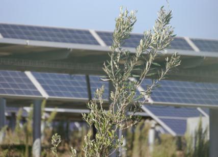 Fotovoltaico Bitonto, Sicolo (Cia): 'Continueremo a lottare'