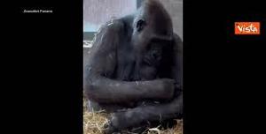 gorilla fasano