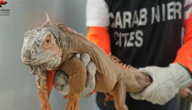 L'iguana sequestrata a Como L'iguana sequestrata a Como