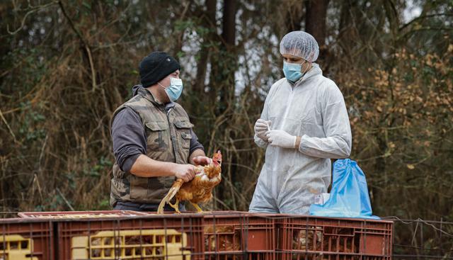 Influenza aviaria e nuovi focolai in Italia, Bassetti: "Virus sempre più furbo , ecco la strategia per prevenire ulteriori contagi"