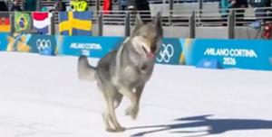 Milano Cortina 2026 lupo