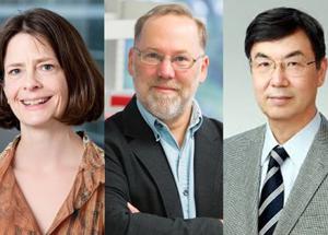 Nobel per la Medicina a Brunkow, Ramsdell e Sakaguchi per le scoperte sul sistema immunitario