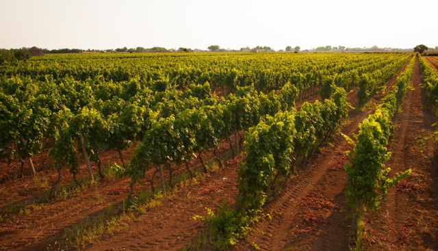 Consorzio di Tutela del Primitivo di Manduria contro il mega parco eolico tra Taranto e Lizzano