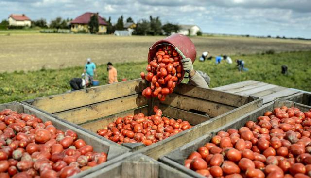 'Filiera Puglia' la nuova sfida per l'industria agroalimentare di Capitanata