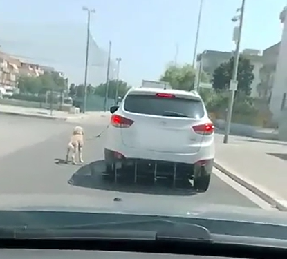 Cane legato all'auto a Foggia Cane legato all'auto a Foggia