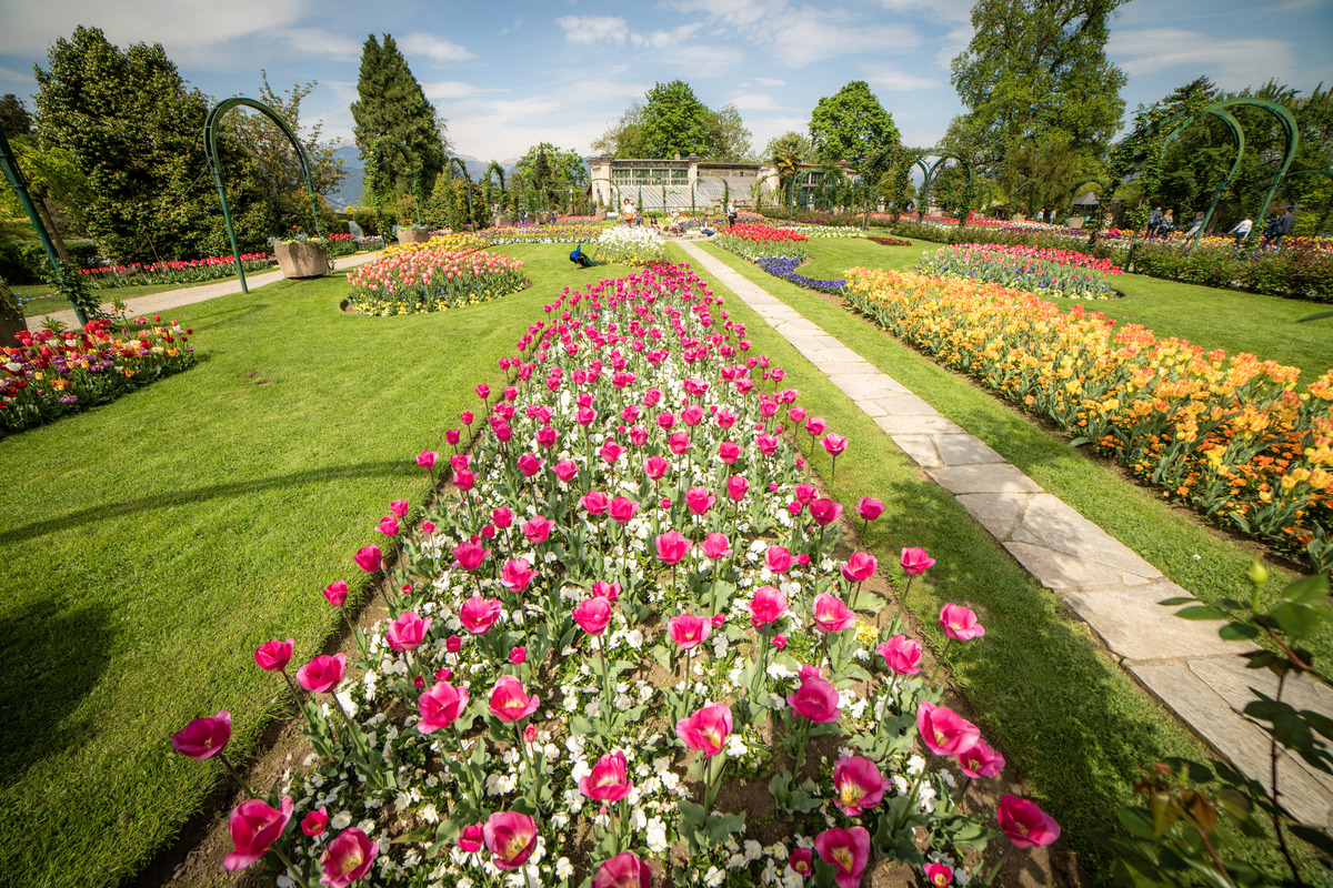 Terre Borromeo Parco Pallavicino distesa tulipani Terre Borromeo Parco Pallavicino distesa tulipani