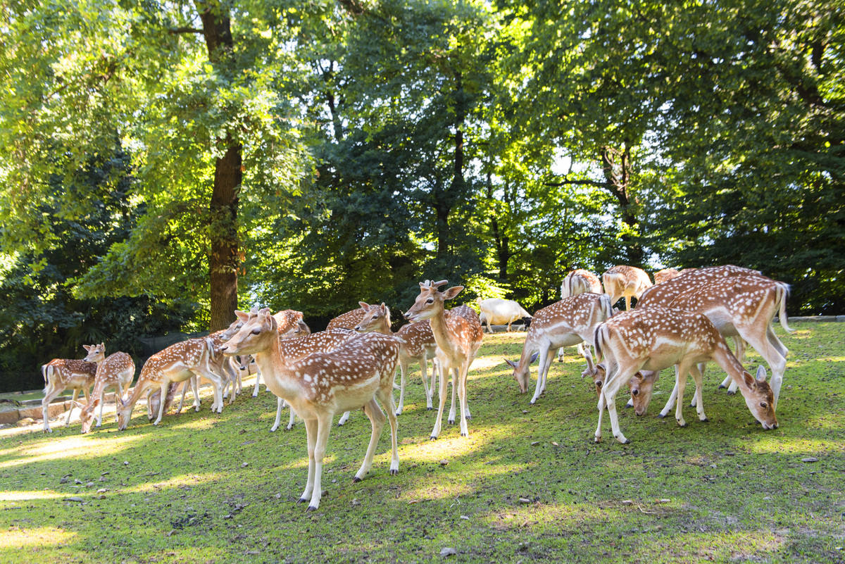 Terre Borromeo animali Terre Borromeo animali