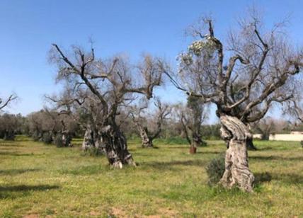 Xylella, allarme 'rosso fuoco' il batterio è arrivato a Bisceglie