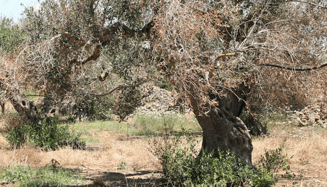 Xylella, Coldiretti Puglia: saranno abbattuti 47 ulivi infetti a Cagnano Varano