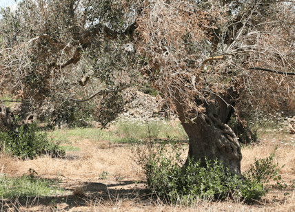 Xylella Puglia soffre e combatte Roma: premiata Agrosì-Salento
