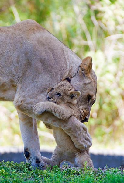 L'ultimo abbraccio di mamma leonessa