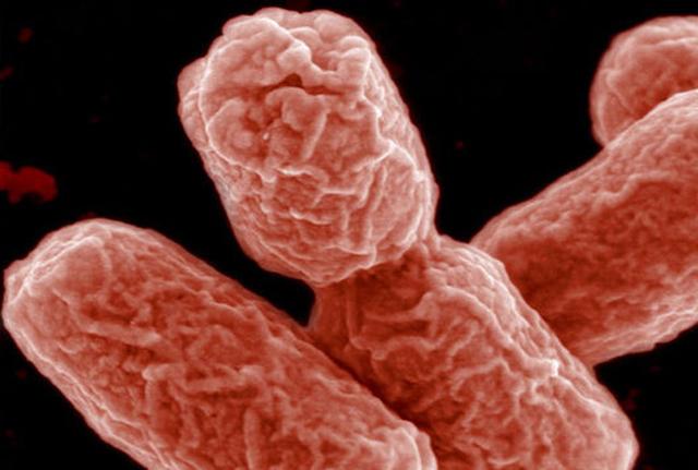 Batteri da incubo: 221 batteri che resistono a tutti gli antibiotici. ALLARME