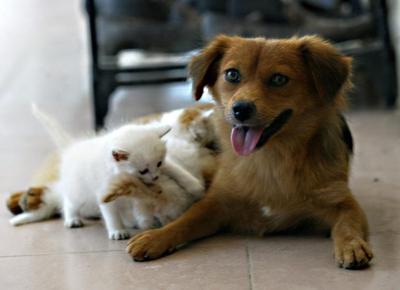 Ansia, anche cani e gatti ce l'hanno. E si curano con... i fiori. I consigli