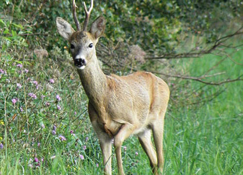 capriolo capriolo