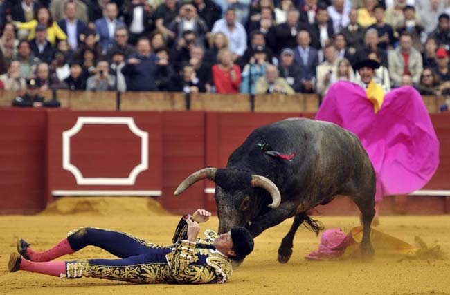 Spagna, il toro si vendica e colpisce il torero