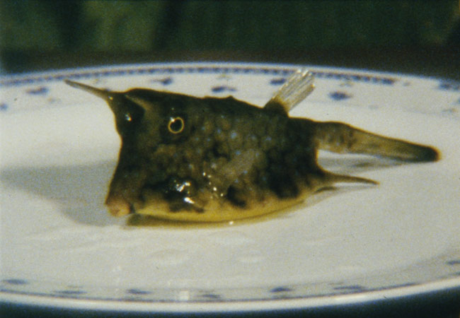 Cowfish, 2011 Cowfish, 2011