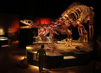 Scoperto il dinosauro più grande d'Europa. Le foto