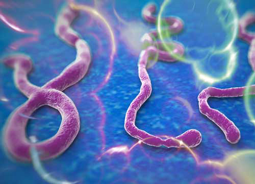 Il virus Ebola diventa informatico. Attenzione allo spam: ecco come proteggersi