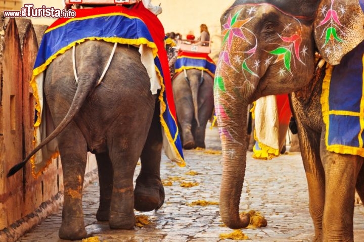 elefanti jaipur rajastan india
