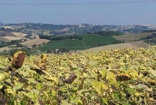 Fondazione Fileni, 31 borse di studio agli studenti meritevoli delle Marche