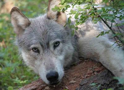 Comune Milano si prende cura di cane abbandonato e riceve un risarcimento