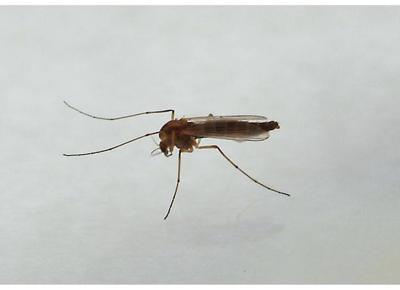 Donna punta da zanzara, le amputano i piedi e un braccio. ZANZARA CHOC