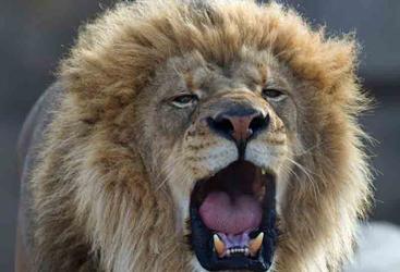 MILESTONE 1995011 pr