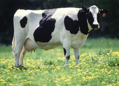 "Mandate i vostri risparmi in vacca". L'investimento alternativo conquista la Francia