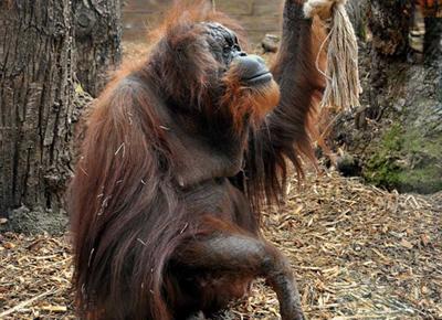 Cosa sta accadendo in Borneo