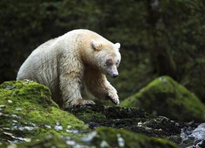 Le strane conseguenze del riscaldamento globale sugli orsi
