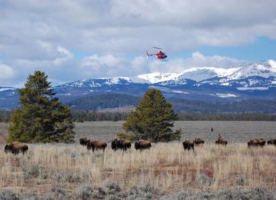 Yellowstone, bisonti in fuga. "Devastante eruzione in arrivo"