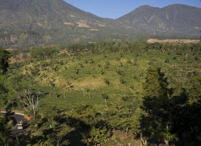 Colombia, la siccità minaccia uno dei migliori caffè al mondo