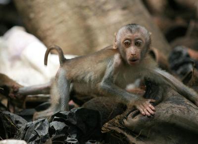 Scimmie clonate con la tecnica di Dolly, le prime al mondo. Svolta in Cina