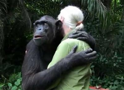 Scimpanzè ringrazia la sua salvatrice. L'addio con un abbraccio: VIDEO