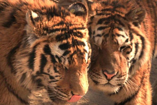 Wwf: "In alcune aree dell'Asia le tigri potrebbero triplicare in..."