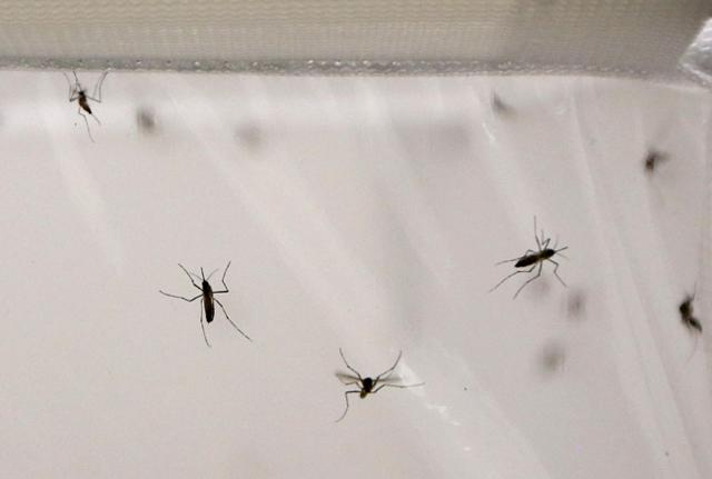 Zanzare, rimedi naturali: le soluzioni più efficaci per allontanarle