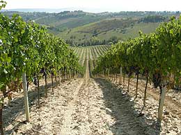 vigneti d'Abruzzo