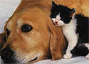 Cani e gatti