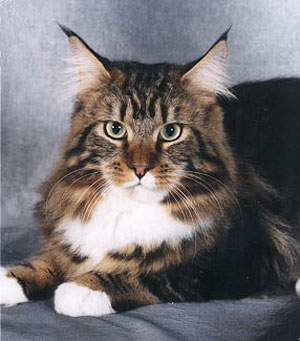 Gatto Maine Coon Gatto Maine Coon