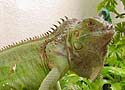Iguana
