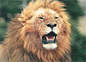 Leone