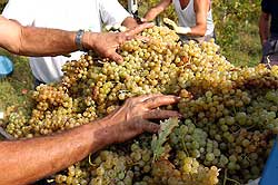 vendemmia