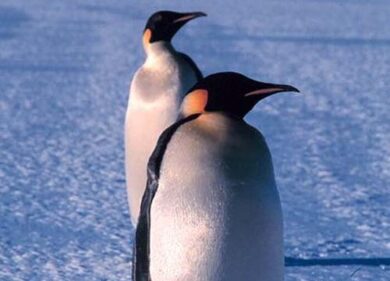 Triste fine per il pinguino Happy Feet. I veterinari non sono riusciti a salvarlo